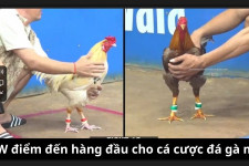 MCW - Điểm đến cá cược đá gà và giải trí hàng đầu